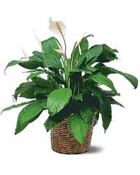 SPATHIPHYLLUM lys de paix